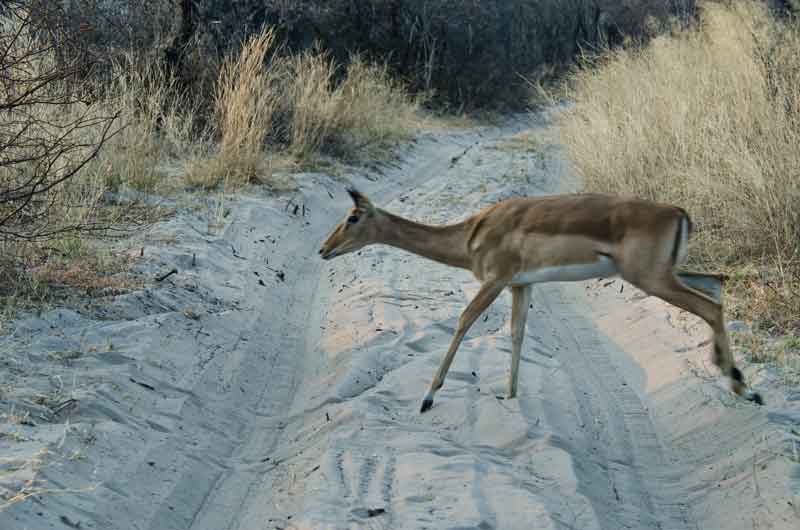 215 - Namibia - antilope Impala saltando - parque nacional de Bwabwata